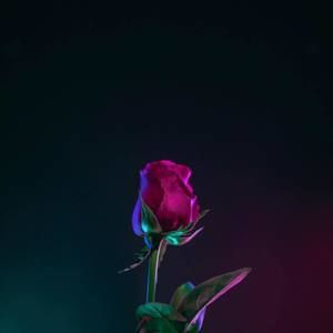 Meet your Posher, Freddy